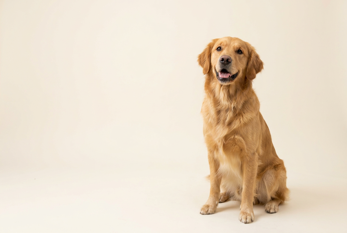 A happy golden retriever sitting against a warm cream background.